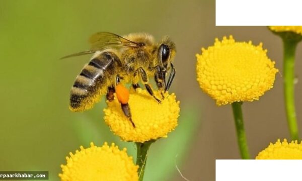 जलवायु परिवर्तन से मधुमक्खियों का जीवन चक्र बदला