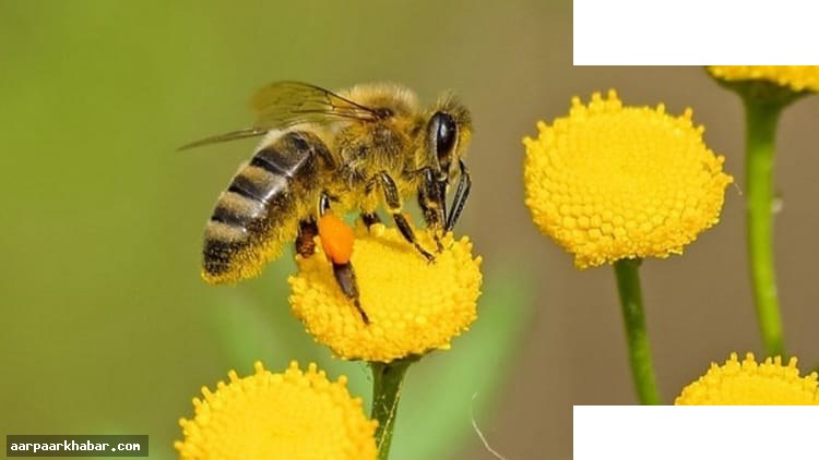जलवायु परिवर्तन से मधुमक्खियों का जीवन चक्र बदला