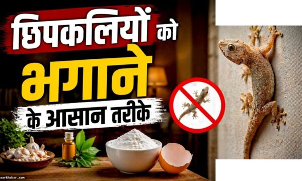 गर्मियों में छिपकलियों से छुटकारा पाने के देसी तरीके