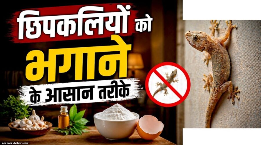 गर्मियों में छिपकलियों से छुटकारा पाने के देसी तरीके