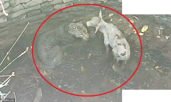 कुएं में तेंदुआ और बछड़ा साथ गिरे, ममता का करिश्मा