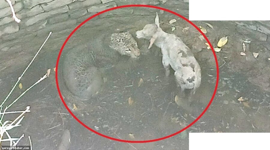 कुएं में तेंदुआ और बछड़ा साथ गिरे, ममता का करिश्मा