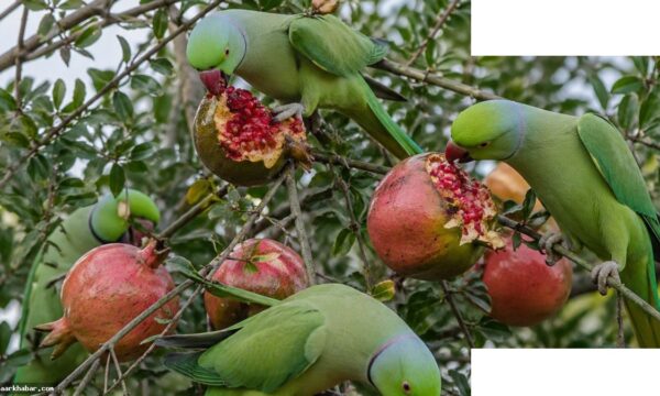 बॉम्बे हाईकोर्ट का फैसला, तोते जंगली जानवर