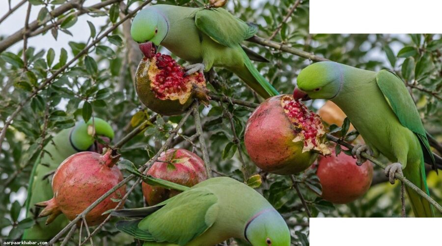 बॉम्बे हाईकोर्ट का फैसला, तोते जंगली जानवर