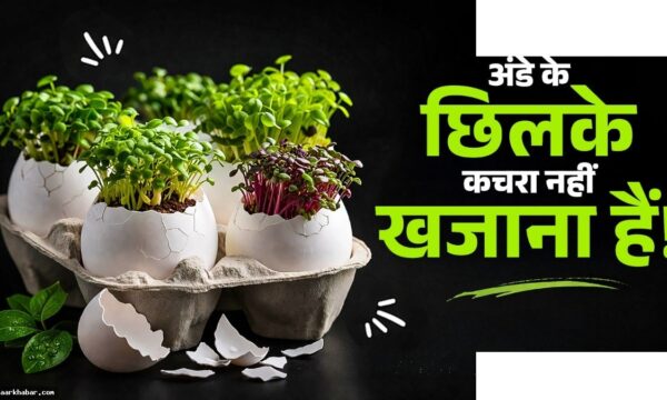 अंडे के छिलकों का जुगाड़ – घर की समस्याओं का समाधान