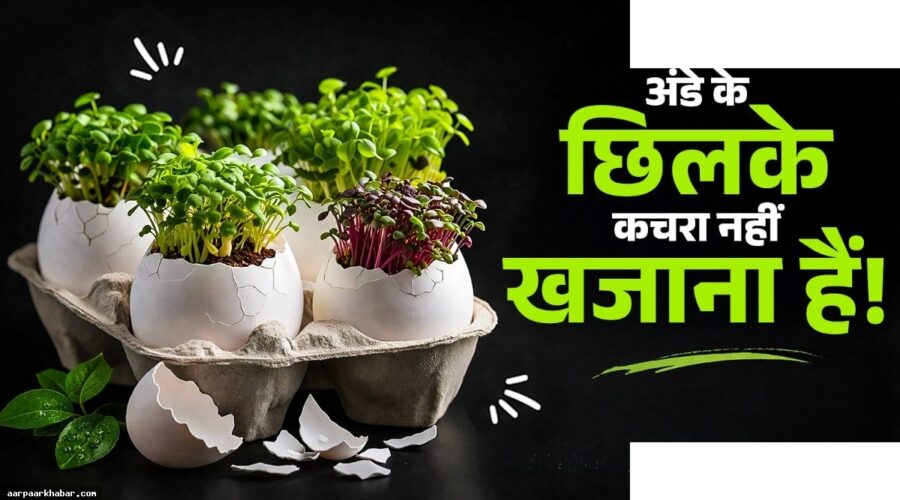 अंडे के छिलकों का जुगाड़ – घर की समस्याओं का समाधान