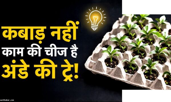 अंडे की खाली ट्रे के शानदार इस्तेमाल