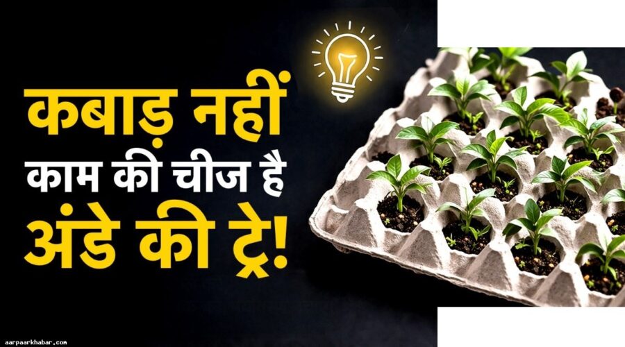 अंडे की खाली ट्रे के शानदार इस्तेमाल