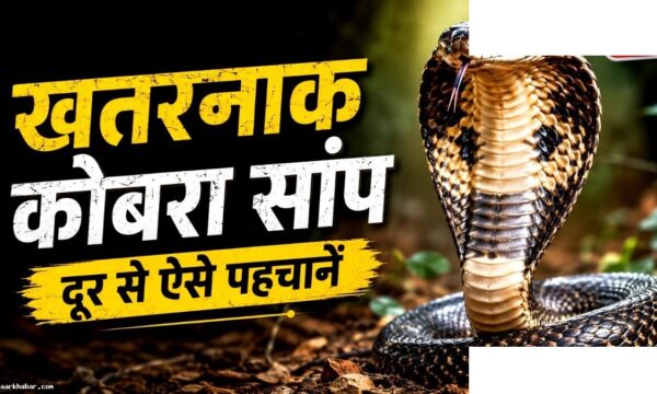 कोबरा सांप पहचानने के 5 तरीके और संकेत