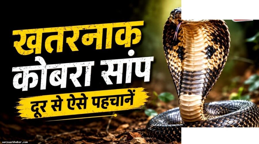कोबरा सांप पहचानने के 5 तरीके और संकेत