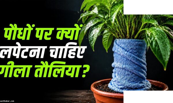 बिना पानी दिए 5 दिन पौधे हरे रखने का तरीका