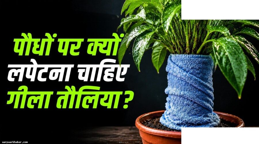 बिना पानी दिए 5 दिन पौधे हरे रखने का तरीका