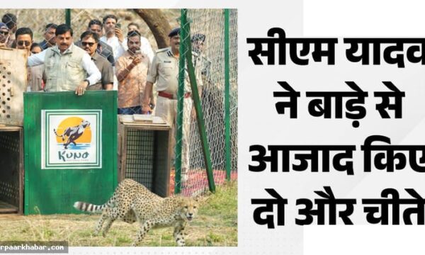 कूनो से आजाद दो चीते, प्रोजेक्ट में 57 तक पहुंची संख्या