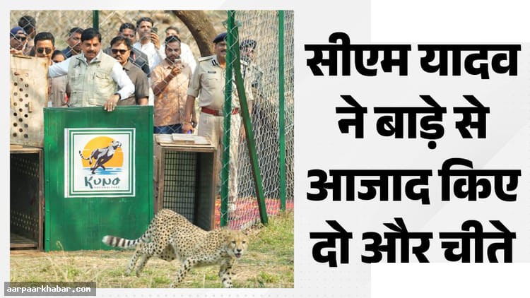 कूनो से आजाद दो चीते, प्रोजेक्ट में 57 तक पहुंची संख्या