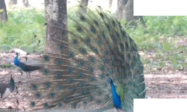 कर्नाटक में H5N1 बर्ड फ्लू से 44 मोरों की मौत