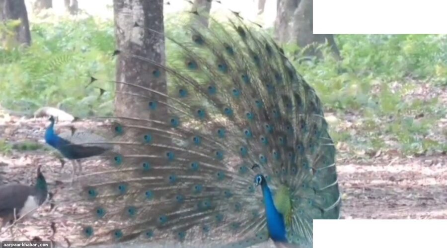 कर्नाटक में H5N1 बर्ड फ्लू से 44 मोरों की मौत