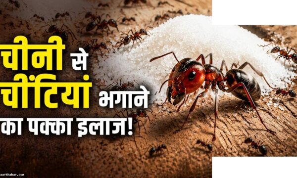 चीनी के डिब्बे से चींटियां हटाने के आसान घरेलू उपाय