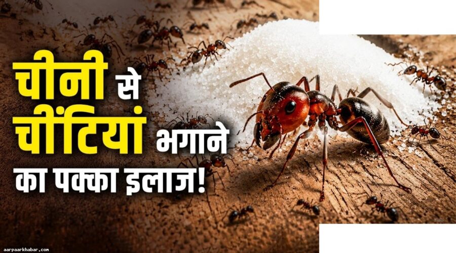 चीनी के डिब्बे से चींटियां हटाने के आसान घरेलू उपाय