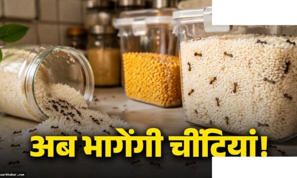 चावल-दाल में चींटियों से छुटकारा पाने का आसान तरीका