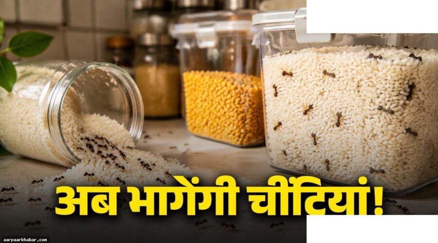 चावल-दाल में चींटियों से छुटकारा पाने का आसान तरीका
