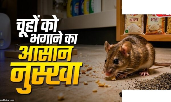 चूहों को भगाने का आसान घरेलू तरीका
