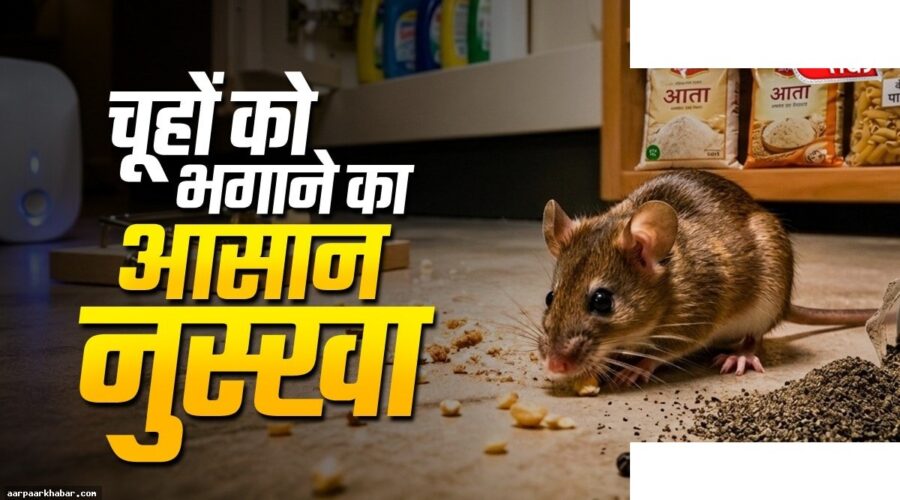 चूहों को भगाने का आसान घरेलू तरीका