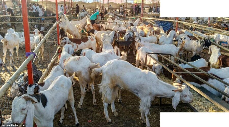 मुंबई सोसायटी में कुर्बानी कैंसिल, पुलिस का आदेश