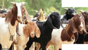 मुंबई सोसायटियों में बकरीद कुर्बानी विवाद