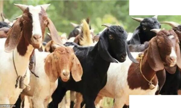 मुंबई सोसायटियों में बकरीद कुर्बानी विवाद