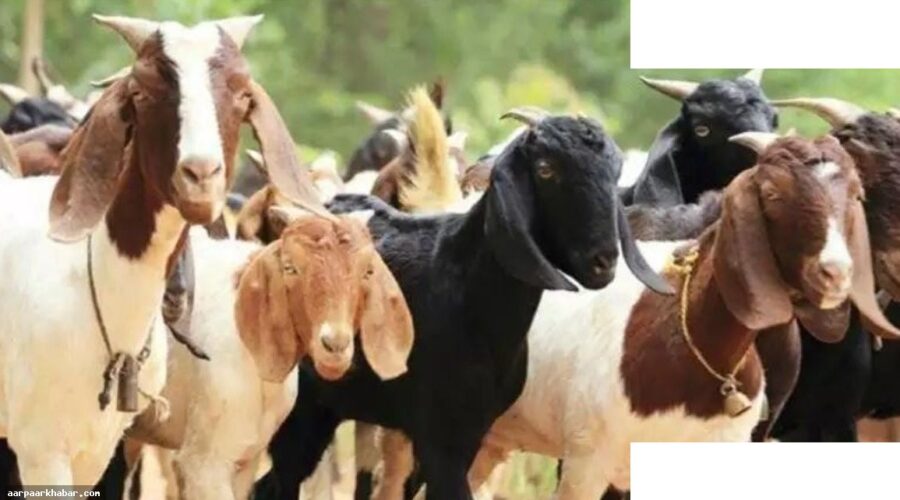 मुंबई सोसायटियों में बकरीद कुर्बानी विवाद