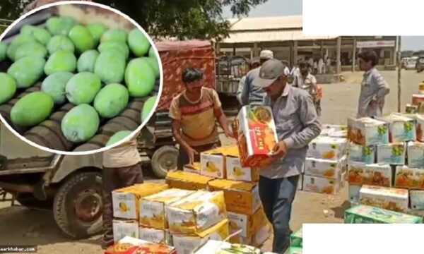 केसर आम ने तोड़ा 10 साल का रिकॉर्ड