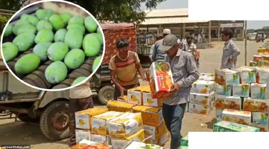 केसर आम ने तोड़ा 10 साल का रिकॉर्ड