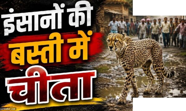 कूनो से निकली मादा चीता गांव में, लोगों ने खदेड़ा