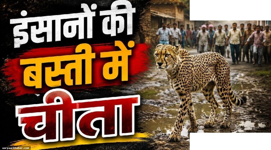 कूनो से निकली मादा चीता गांव में, लोगों ने खदेड़ा
