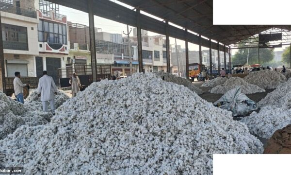 मानसून देरी से कपास-सोयाबीन की बुआई पिछड़ी