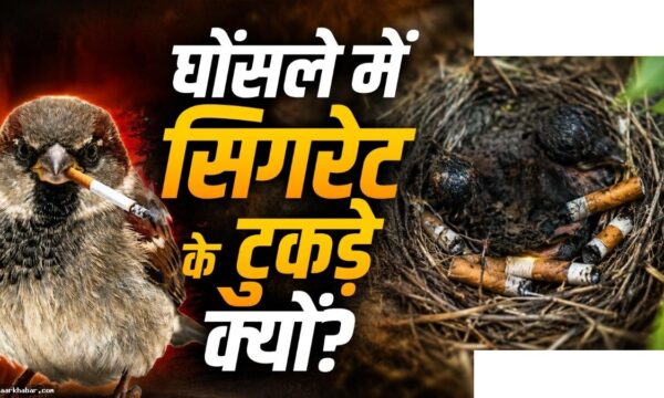 पक्षी सिगरेट के बट से घोंसला क्यों बनाते हैं