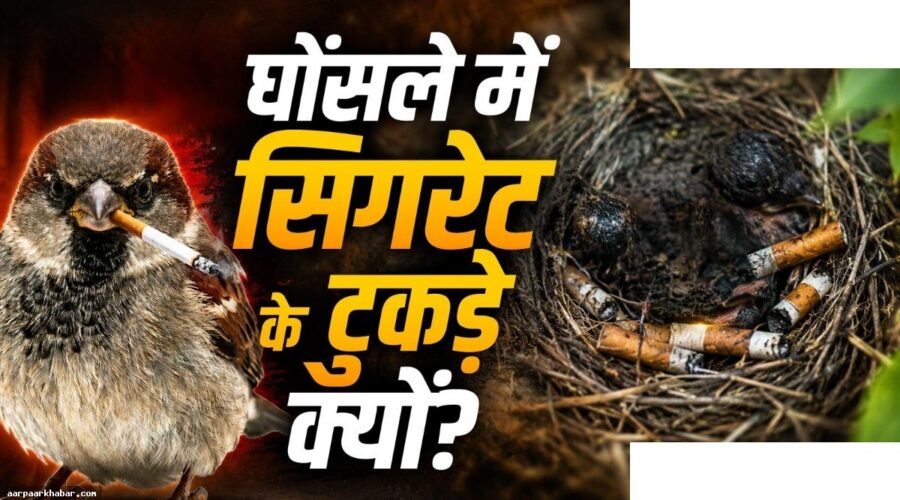 पक्षी सिगरेट के बट से घोंसला क्यों बनाते हैं