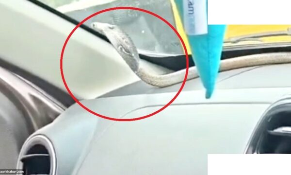 कार में सांप की डरावनी घटना गाजियाबाद में