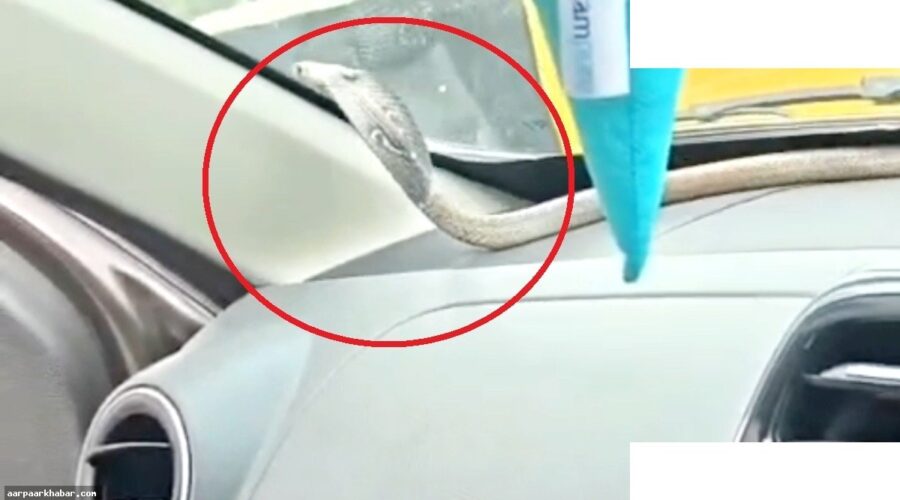 कार में सांप की डरावनी घटना गाजियाबाद में