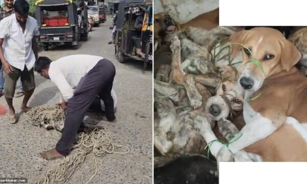 वाशिम में आवारा कुत्तों का आतंक, 200 पकड़े गए
