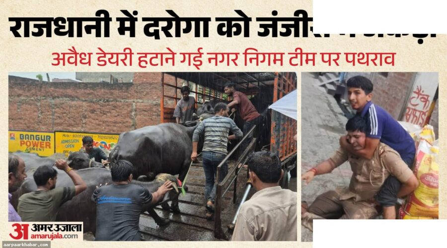 लखनऊ में दरोगा पर हमला, 24 पर मुकदमा, 200 भैंसें जब्त